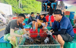 Ngư dân vội vã thu hoạch tôm hùm trước bão số 13