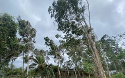 Cách đơn giản theo dõi bão số 13 Kalmaegi trực tiếp trên điện thoại