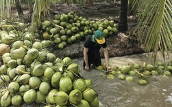 Xây dựng thương hiệu "Dừa Việt Nam xanh và an toàn"