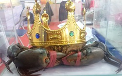 "Vua cua" Cà Mau năm 2022 giờ ra sao?