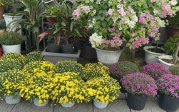 Người đi đường bất ngờ khi hoa kiểng Tết tràn ngập vỉa hè