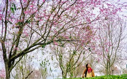 Hàng trăm "nàng thơ" chen chân check-in với hoa mai anh đào nở sớm ở Đà Lạt