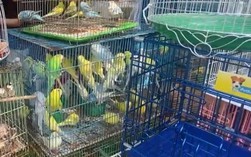 Kiểm tra cửa hàng chim cảnh nổi tiếng ở TPHCM, tạm giữ 341 con chim đủ loại