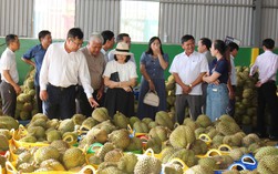 Phát triển sầu riêng trước yêu cầu cao của thị trường xuất khẩu