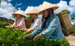 VIDEO: Một thoáng hương trà B'lao