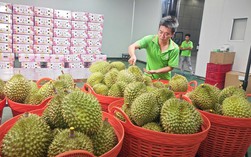Lo xuất khẩu sầu riêng... hết thời