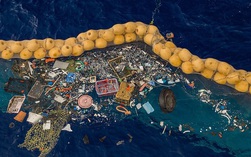 Lượng rác nhựa lấp đầy dạ dày 18 triệu con cá voi, Coca-Cola bị chỉ trích