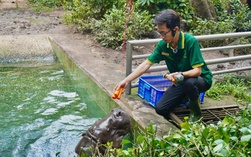 Xúc động chuyện hà mã lùn tại Thảo Cầm Viên Sài Gòn