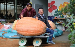 Bí ngô khổng lồ ở Đà Lạt nặng 174 kg, 4 người khiêng ra khỏi vườn