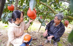 VIDEO: Nông dân 1 xã ở Thanh Hóa kiếm hàng tỉ đồng từ bưởi tiến vua "đỏ từ trong ra ngoài"