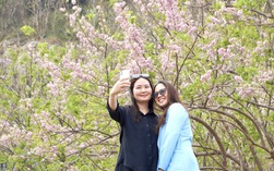 Hoa đỗ mai nở rộ hút hồn du khách đến với Vũng Tàu