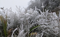 Miền Bắc chìm trong rét đậm, rét hại, Mẫu Sơn lạnh sâu dưới 3 độ C