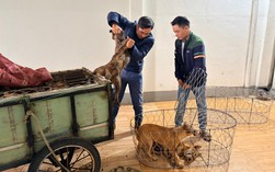 Vụ trộm 5.200 con chó, thu lợi bất chính 2,6 tỉ đồng: Khởi tố, tạm giam 6 đối tượng