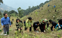 Cuộc thi "Tết xanh": Gieo mầm xanh khi xuân về