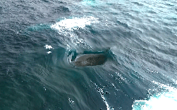 Con sóng "điên rồ" đến mức vô lý ở Tây Úc