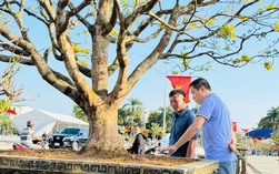 Ngắm cây mai được trả giá hơn 1 tỉ đồng, chủ nhân chưa muốn bán