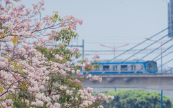 VIDEO: Con đường hoa kèn hồng lãng mạn tại TPHCM