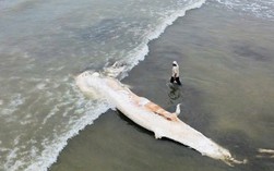 Xác cá voi dài gần 10 m dạt vào bờ biển