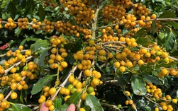 Cà phê Cầu Đất: Sự kết tinh từ đất lành