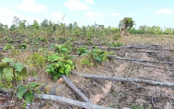 Khởi tố vụ hủy hoại 8 ha rừng tại khu vực biên giới Gia Lai