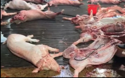 Vụ heo bệnh vào trường học: Công ty CP Dịch vụ suất ăn Công nghiệp Hà Nội nói mình là "nạn nhân"