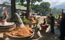 Vụ 42 gốc mai vàng "không giấy tờ" ở Côn Đảo: Sớm rõ những điểm gây tranh luận