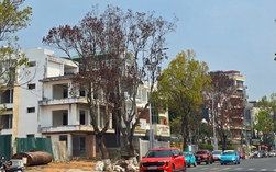 Nhiều cây long não chết khô sau thi công đường ở Đà Lạt