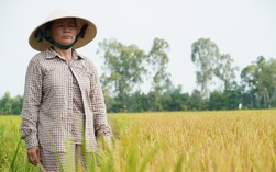 Công an vào cuộc vụ ruộng lúa ở Đồng Tháp nghi bị phá hoại 2 lần