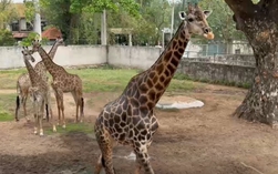 Ngày mai (30-4) Thảo Em “lên xe hoa” tại Thảo Cầm Viên