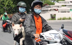 TPHCM: Chủ nuôi chó, mèo phải khai báo với UBND xã, phường, đặc khu 