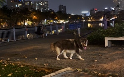 Quá bức xúc trước hình ảnh chó thả rông "nghênh ngang", phóng uế tại TPHCM