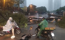 VIDEO: Hà Nội dông lốc mạnh làm bật gốc cây, đổ cột điện, thổi bạt người đi xe máy