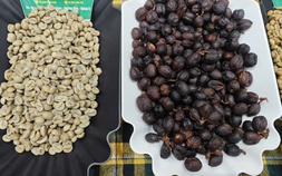 Giá cà phê hôm nay 27-7: Giá trong nước cao hơn thế giới 12.000 đồng/kg