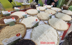 Vì sao Việt Nam chi 1 tỉ USD nhập khẩu gạo chỉ trong 7 tháng?