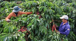 Nỗ lực xuất khẩu cà phê đạt 5 tỉ USD (*): Lan tỏa giá trị, tuân thủ "sân chơi"