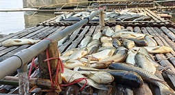 Hàng chục tấn cá lồng chết bất thường trên sông