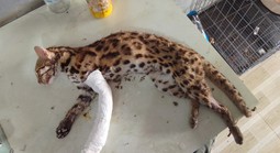 Bác sĩ thú y đi chợ phát hiện mèo báo quý hiếm mắc bẫy ở Bình Phước