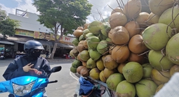 Rõ lý do giá dừa tươi rớt thảm