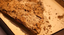 Bí ẩn sinh vật người nói là họ bạch tuộc, người cho là sứa, giun