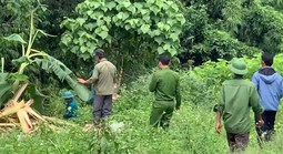 Đi lấy măng, người đàn ông nghi bị voi rừng quật chết
