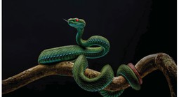 Thu hồi giải Nhất cuộc thi ảnh thiên nhiên hoang dã Việt Nam 2025 vì vi phạm điều lệ