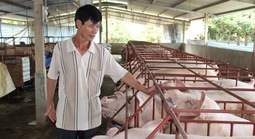 Giá heo hơi hôm nay, 10-11: Bất ngờ với giá heo hơi miền Nam