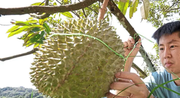 Sầu riêng sẽ trở thành "quốc quả" của Malaysia?