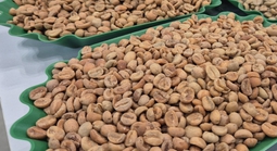 Giá cà phê hôm nay 11 -11: Tăng tiếp, Arabica lại vượt 9.000 USD/tấn