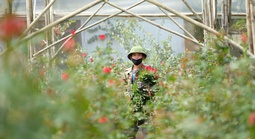 Gần 20-11, nhiều chủ vườn hoa... lo lắng