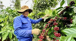 Nghịch lý cà phê Robusta Việt Nam 