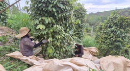 Nông sản Việt rộng cửa vào Mỹ