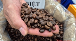 Giá cà phê hôm nay 16-11: Tuần buồn của giá cà phê