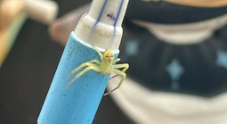 Nhện “mặt người” gây chú ý trên mạng Thái Lan