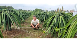 Trộm cắp hoành hành tại các vườn trồng thanh long ở Tây Ninh và Đồng Tháp